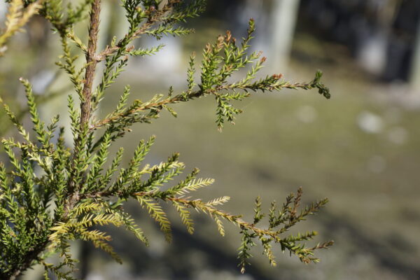 Dacrycarpus dacrydioides 'Woodburn' - Image 2
