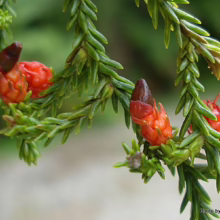 Dacrydium cupressinum branch with scale-like green leaves and vibrant red seed cones, showcasing the plant's unique foliage and fruit