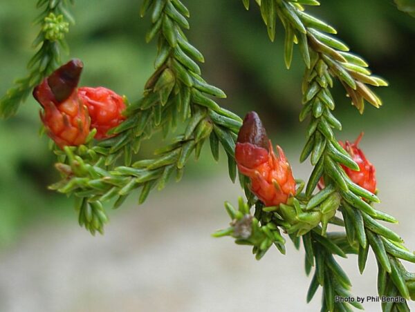 Dacrydium cupressinum (Rimu) fruit.