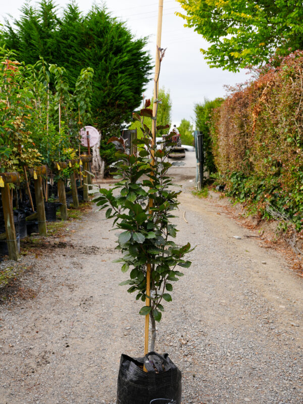 <i>Fagus sylvatica</i> 'Dawyck Purple' - Image 2