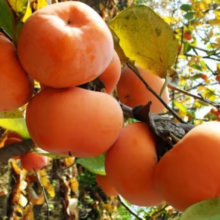 Ripe orange Persimmon ‘Fuyu’ fruits clustered on a tree branch with autumn foliage.