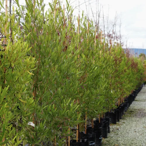 A row of young Meyer lemon trees in black grow bags, featuring lush green foliage and bamboo stakes for support, ready for planting.