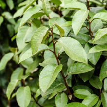 Elaeagnus x submacrophylla foliage: Dense, vibrant green leaves on reddish-brown stems, creating a lush, textured evergreen shrub
