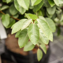 Elaeagnus x submacrophylla: close-up of the plant's light green, oval-shaped leaves, showcasing its vibrant foliage.
