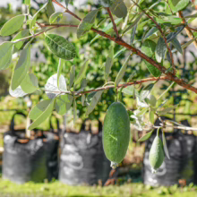 Feijoa sellowiana 'Apollo' branch with maturing green fruit hanging, showing textured leaves and plant's growth habit