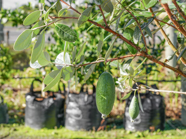 <i>Feijoa sellowiana</i> 'Apollo' - Image 2