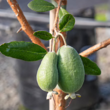 Two green Feijoa sellowiana 'Golden Goose' fruits hang from a branch with glossy green leaves.