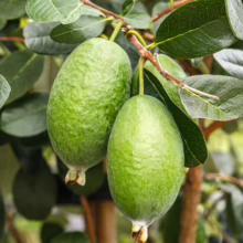 Two green Feijoa sellowiana 'Kaiteri' fruits hang from a branch, surrounded by vibrant green leaves.