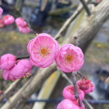Prunus mume 'Peggy Clarke' blossoms, showcasing vibrant pink petals and yellow stamens on a bare branch