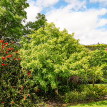 Fraxinus excelsior 'Aurea' tree with vibrant golden foliage in a lush garden setting, showcasing its ornamental beauty