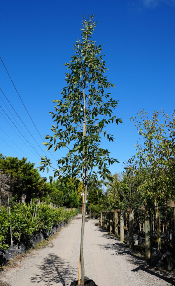 <i>Fraxinus pennsylvanica</i> 'Cimmzam' - Image 2