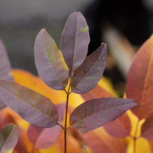 Fraxinus pennsylvanica 'Cimmzam' foliage: burgundy leaves tinged with green and yellow, showcasing vibrant autumn colors