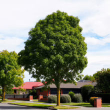 Large Fraxinus excelsior 'Green Glow' tree with a full, rounded crown of vibrant green leaves in a suburban setting.