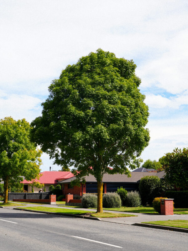 Fraxinus excelsior 'Green Glow' - Image 2
