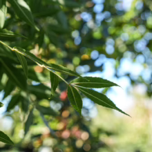 Fraxinus angustifolia subsp. oxycarpa 'Raywood' leaves, showcasing its delicate, pinnately compound foliage.