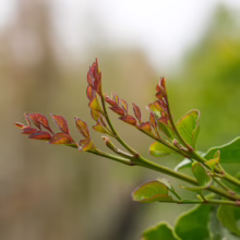 Fraxinus griffithii branch showcasing vibrant new growth, with reddish-brown and green leaves.