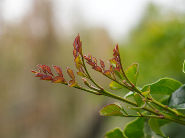 <i>Fraxinus griffithii</i> - Image 8