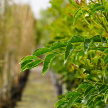Fraxinus griffithii: Lush green leaves on a young plant in a nursery, ready for planting.