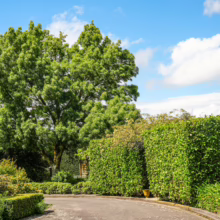 Fraxinus angustifolia subsp. oxycarpa 'Raywood' tree with lush green leaves, beside a neatly trimmed hedge and curved paved road.