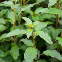 Fuchsia excorticata plant with vibrant green foliage and slender stems, perfect for adding natural beauty to your garden.