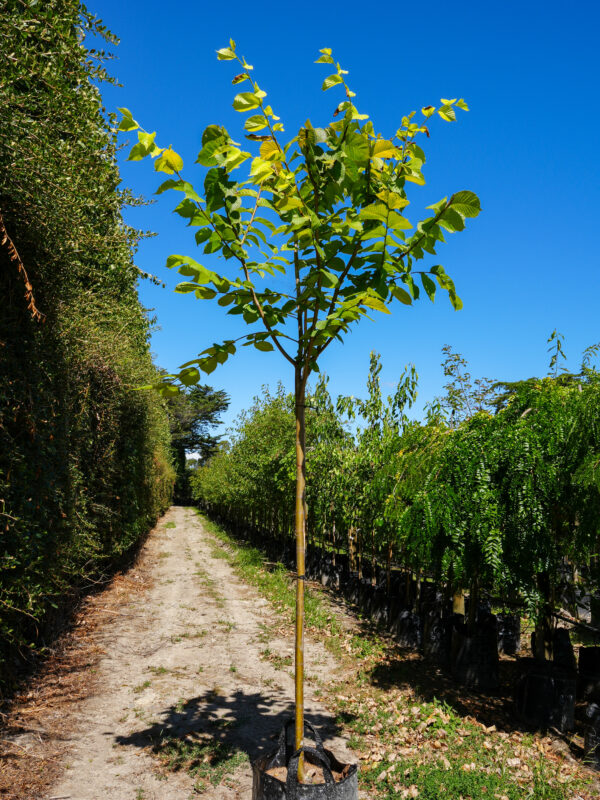 <i>Ulmus</i> 'Louis van Houtte' - Image 3