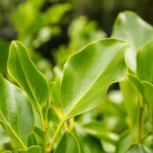 Griselinia littoralis 'Broadway Mint' close-up: Vibrant green, glossy leaves showcasing the plant's fresh, mint-like foliage.