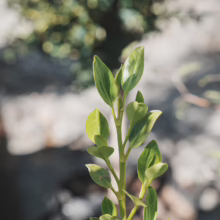 Griselinia littoralis 'Gecko Green' plant with vibrant, shiny green leaves and upright growth, ideal for hedging or screening.