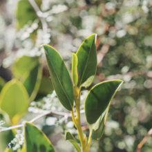 Griselinia littoralis 'Gecko Green' close-up: vibrant green, oval leaves on a light green stem, showcasing its lush texture