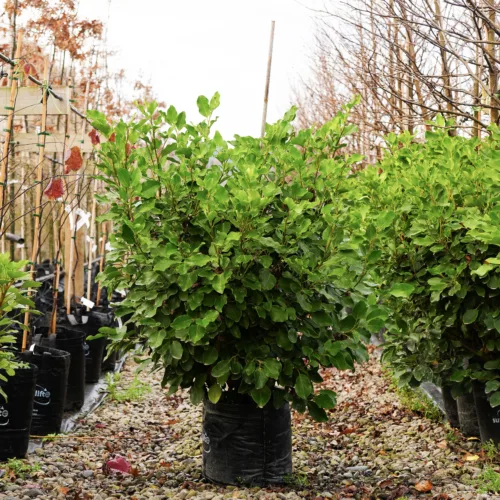 A lush, green Meyer lemon tree in a black nursery pot, with bare branches of other trees in the background, displayed outdoors on a gravel path.