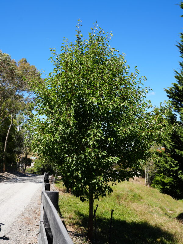 <i>Pyrus calleryana</i> 'Aristocrat' - Image 6