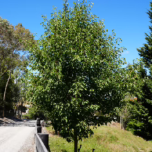Pyrus calleryana 'Aristocrat' tree, showcasing its lush green foliage against a bright blue sky. A young, healthy specimen.