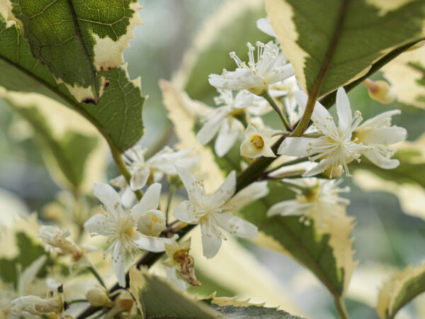 <i>Hoheria populnea</i> 'Alba Variegata' - Image 6