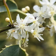 Hoheria populnea 'Alba Variegata' close-up: White flowers with prominent stamens bloom amid variegated green and cream leaves on a dark stem.