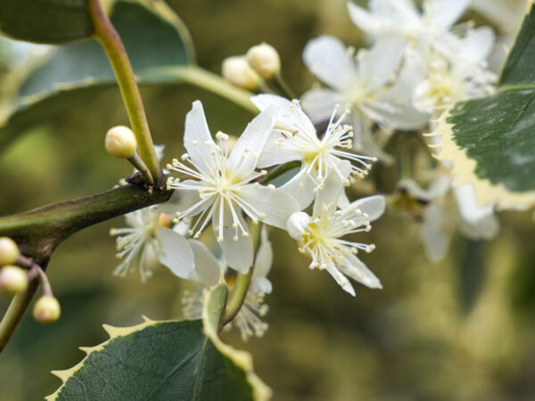 <i>Hoheria populnea</i> 'Alba Variegata' - Image 7