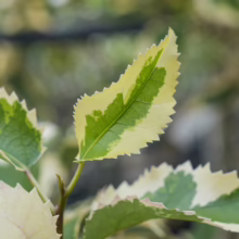 Hoheria populnea 'Alba Variegata' leaves: Serrated edges with creamy white and vibrant green variegation on a small branch.