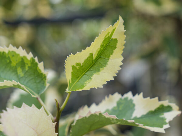 <i>Hoheria populnea</i> 'Alba Variegata' - Image 8