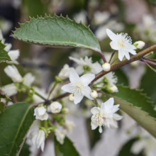 Hoheria populnea 'Purple Wave' branch with serrated green leaves and delicate, star-shaped white flowers in bloom.
