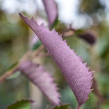 Hoheria populnea 'Purple Wave' leaf close-up: serrated edges, textured purple foliage, unique garden plant