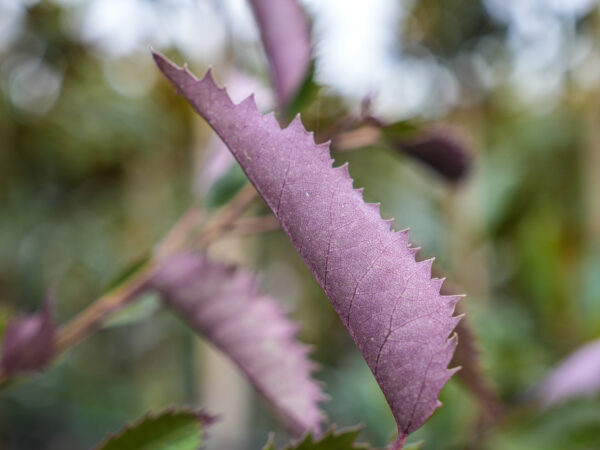 <i>Hoheria populnea</i> 'Purple Wave' - Image 4