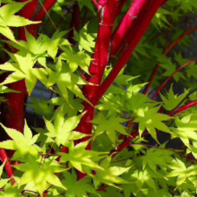**Acer palmatum 'Senkaki': Bright red branches contrast with light green leaves on this vibrant Japanese maple.