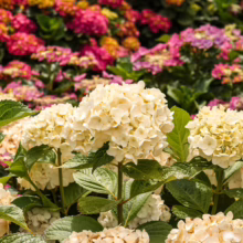 Creamy white Hydrangea macrophylla 'Agnes Pavelli' blooms with lush green leaves, set against a vibrant backdrop of pink and red hydrangeas
