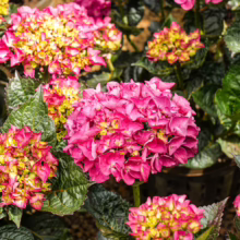 Hydrangea macrophylla ‘Bloody Marvellous’ with vibrant pink blooms and yellow-green centers amidst lush green leaves