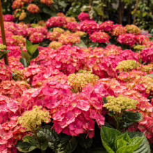 Hydrangea macrophylla 'Brilliant': A vibrant display of pink and yellow blooms, adding a splash of color to any garden.