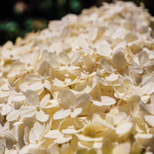 Hydrangea paniculata 'Limelight' bloom: Creamy white, densely packed petals create a lush, rounded flower head, showcasing its elegant beauty.