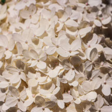 Hydrangea paniculata 'Limelight' bloom: a dense cluster of creamy white petals, creating a soft, luminous floral display.