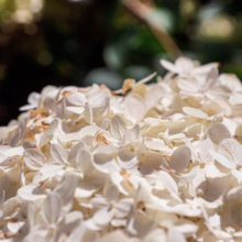 Hydrangea paniculata 'Limelight' bloom: a dense, creamy white flower head with subtle variations in tone and texture.