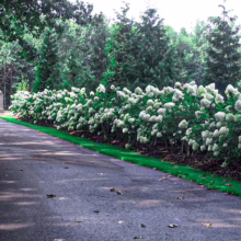 Hydrangea paniculata 'Limelight' hedge in full bloom, lining a driveway with lush white flower heads and vibrant green foliage