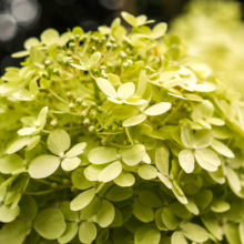 Hydrangea paniculata 'Limelight' bloom: a cluster of light green petals and buds, creating a lush, rounded flower head