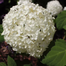 Hydrangea arborescens 'Annabelle' bloom: a large, round cluster of pure white flowers, with lush green leaves.