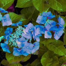 Hydrangea macrophylla 'Nightingale' with clusters of vibrant blue flowers amid lush green leaves, a captivating floral display